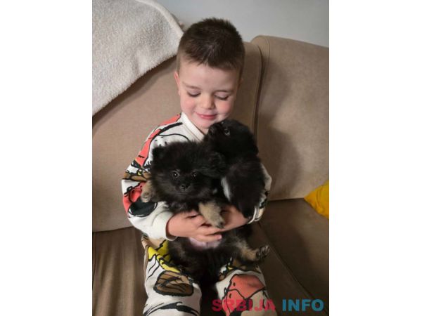 Na prodaju preslatki pomeranci 