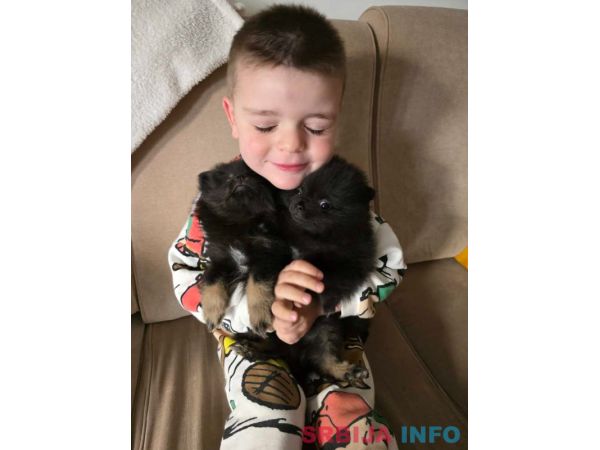 Na prodaju preslatki pomeranci 