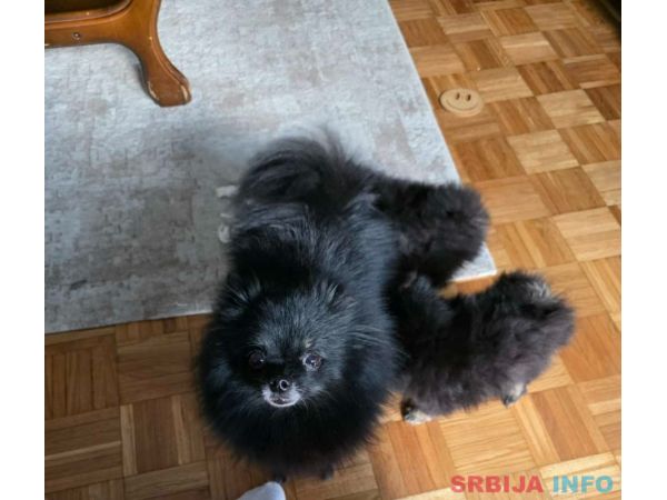 Na prodaju preslatki pomeranci 