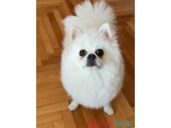 Na prodaju preslatki pomeranci 