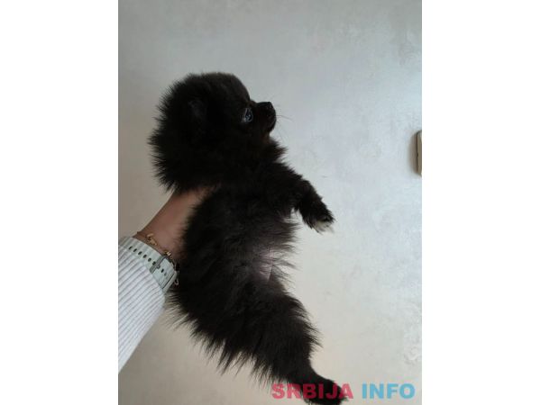 Na prodaju preslatki pomeranci 