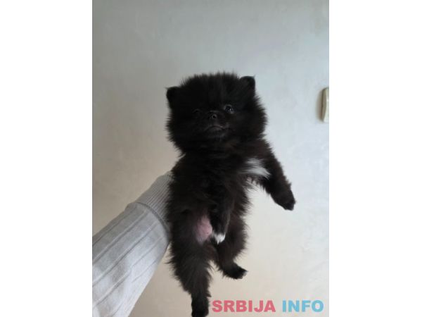 Na prodaju preslatki pomeranci 