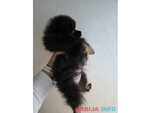 Na prodaju preslatki pomeranci 