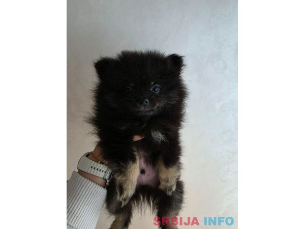 Na prodaju preslatki pomeranci 