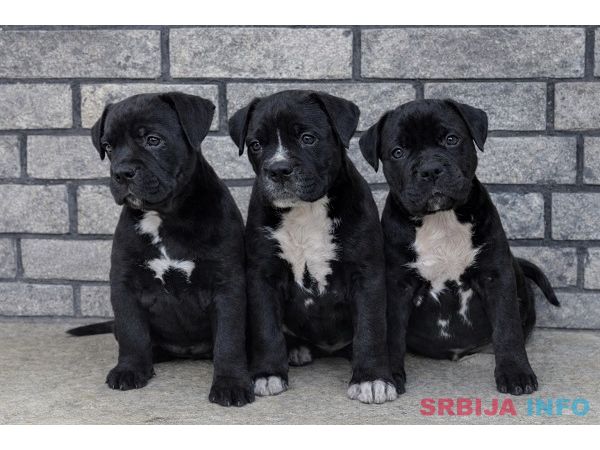 American bully XL / XXL