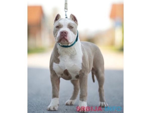 American bully XL / XXL