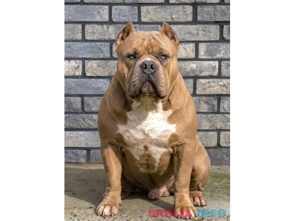 American bully XL / XXL