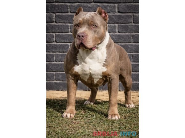 American bully XL / XXL