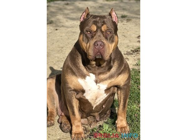 American bully XL / XXL