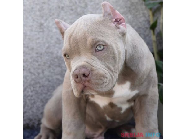 American bully XL / XXL