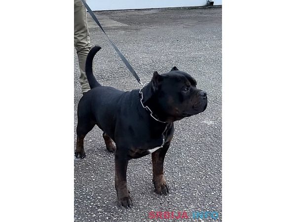 American bully XL / XXL