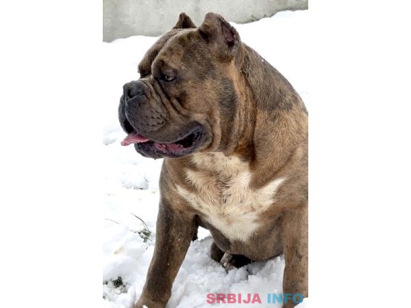 American bully XL / XXL