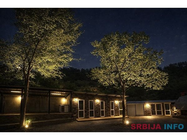 American bully XL / XXL