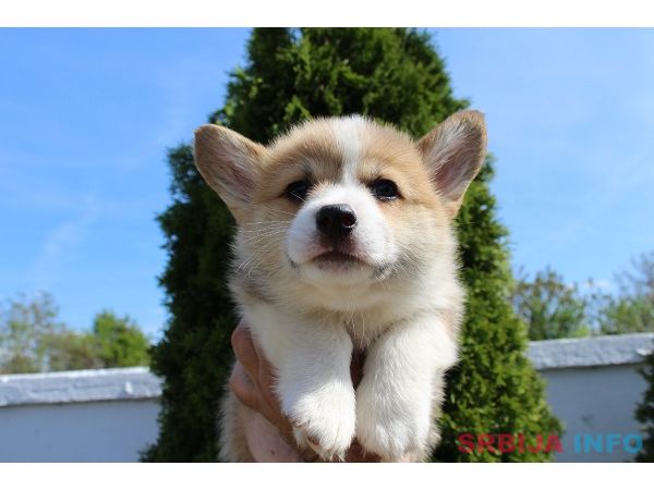 Velški korgi - Pembrok