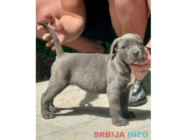 Cane Corso, krupni štenci
