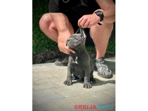 Cane Corso, krupni &scaron;tenci