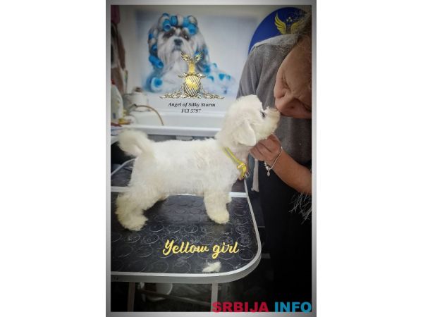 Kovrdžavi Bi&scaron;on prelepi &scaron;tenci