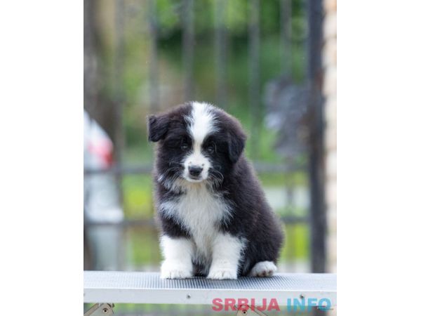 Border Koli prelepi &scaron;tenci