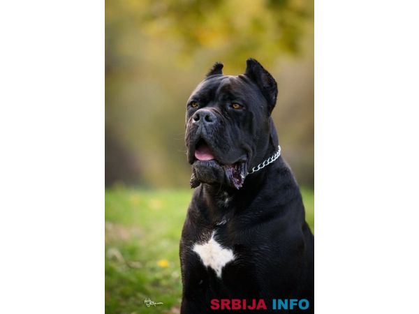 Cane Corso mužjak na prodaju