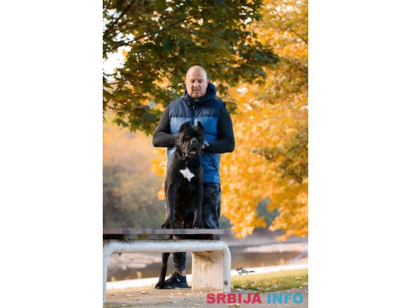 Cane Corso mužjak na prodaju