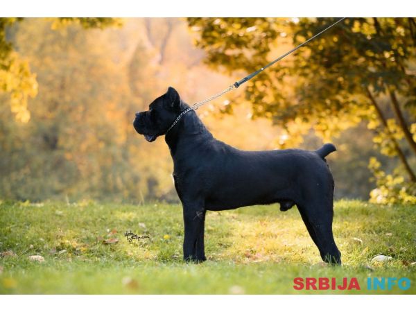 Cane Corso mužjak na prodaju