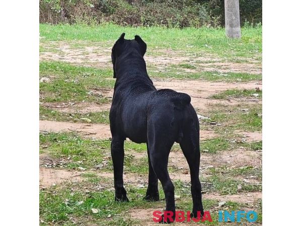 Cane Corso mužjak na prodaju