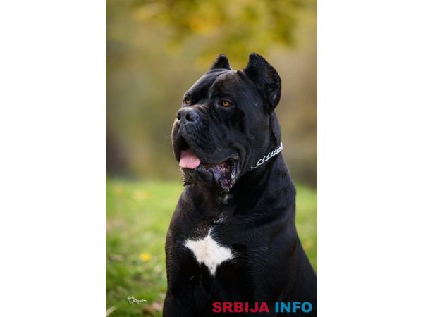 Cane Corso mužjak na prodaju