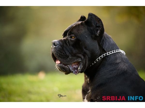 Cane Corso mužjak na prodaju