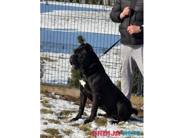 Cane Corso mužjak na prodaju