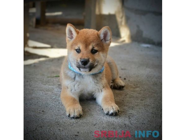 Shiba Inu prelepi &scaron;tenci