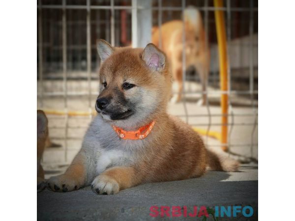 Shiba Inu prelepi &scaron;tenci