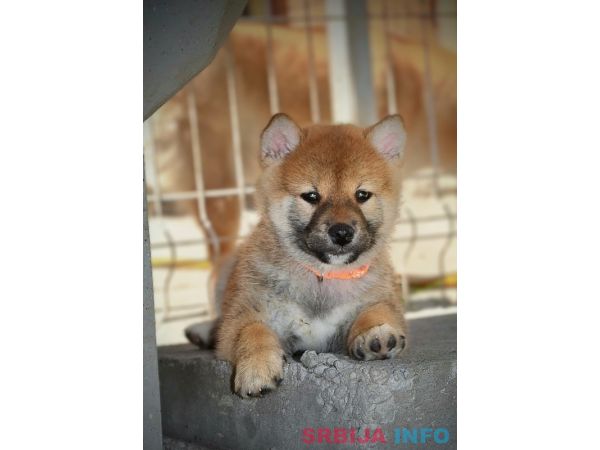 Shiba Inu prelepi &scaron;tenci