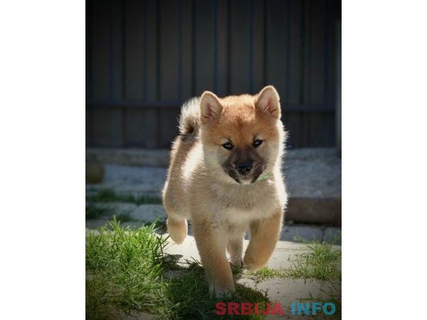 Shiba Inu prelepi &scaron;tenci