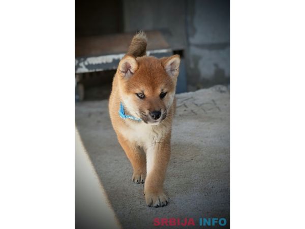 Shiba Inu prelepi &scaron;tenci