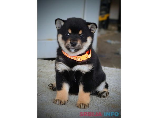 Shiba Inu prelepi &scaron;tenci