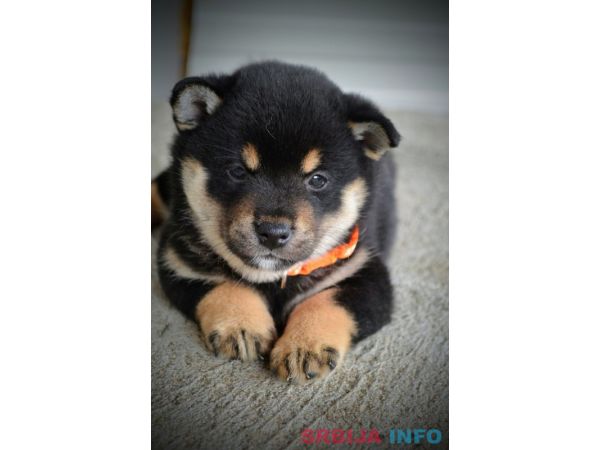 Shiba Inu prelepi &scaron;tenci