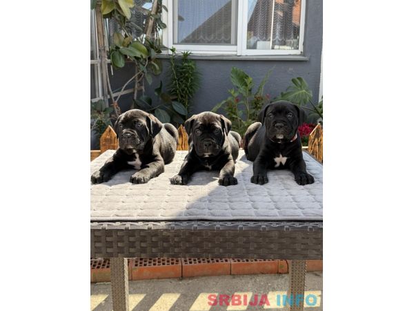 Crni Cane Corso &scaron;tenci - rezervacije u toku