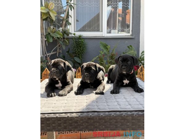 Crni Cane Corso &scaron;tenci - rezervacije u toku