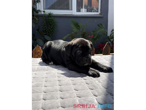 Crni Cane Corso &scaron;tenci - rezervacije u toku