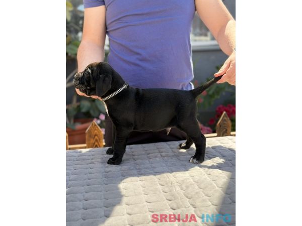 Crni Cane Corso &scaron;tenci - rezervacije u toku