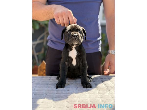 Crni Cane Corso &scaron;tenci - rezervacije u toku