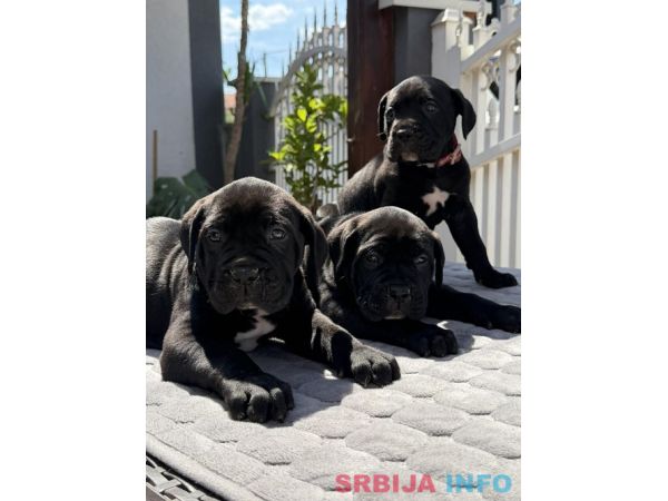 Crni Cane Corso &scaron;tenci - rezervacije u toku