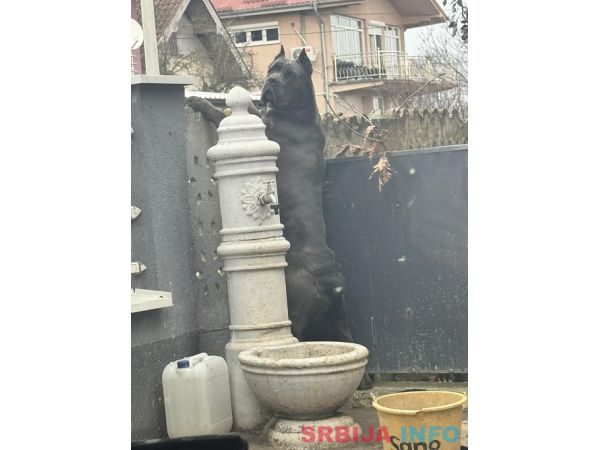 Crni Cane Corso &scaron;tenci - rezervacije u toku