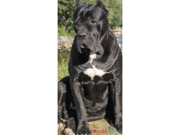 Crni Cane Corso &scaron;tenci - rezervacije u toku