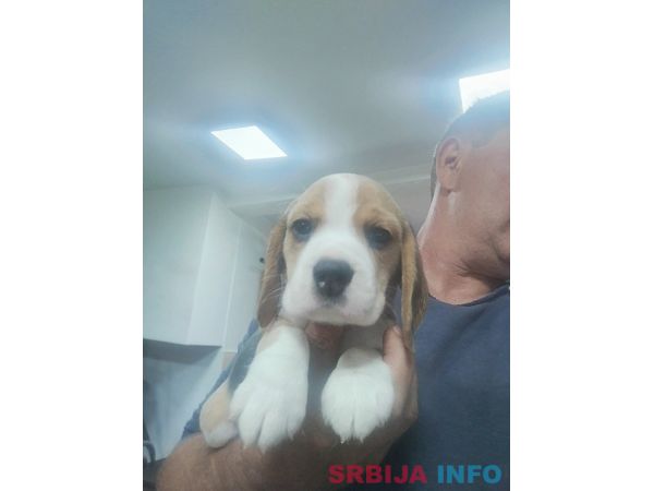 Bigl prelepi stenci