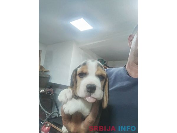 Bigl prelepi stenci