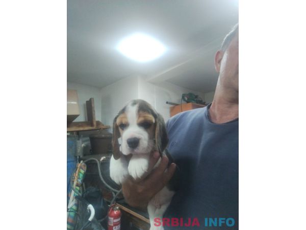 Bigl prelepi stenci