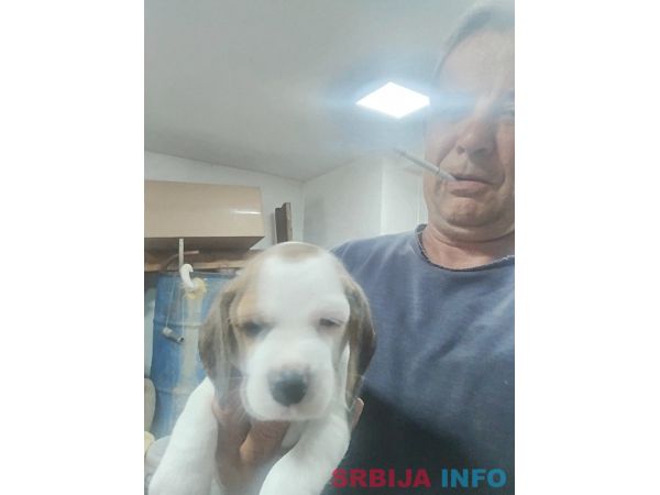 Bigl prelepi stenci