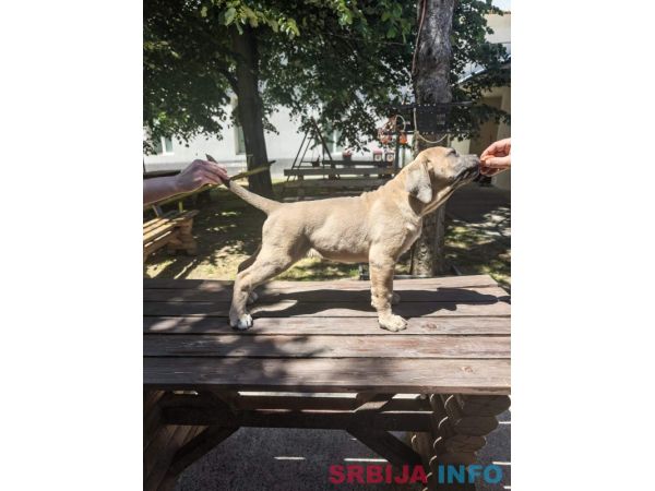 Cane Corso Kane Korso prelepi &scaron;tenci