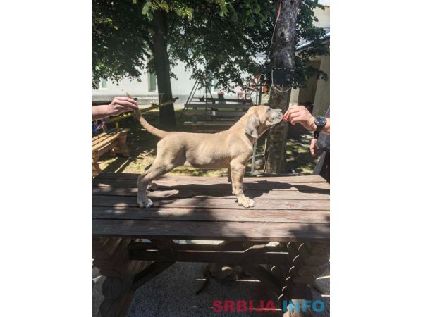 Cane Corso Kane Korso prelepi &scaron;tenci